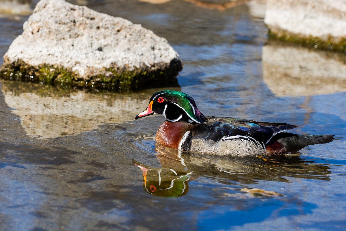 Wood Duck - Anonymous