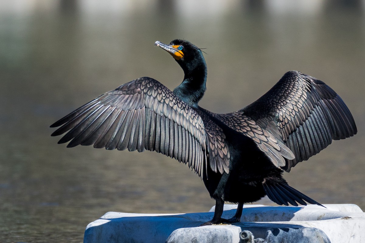 Double-crested Cormorant - Anonymous