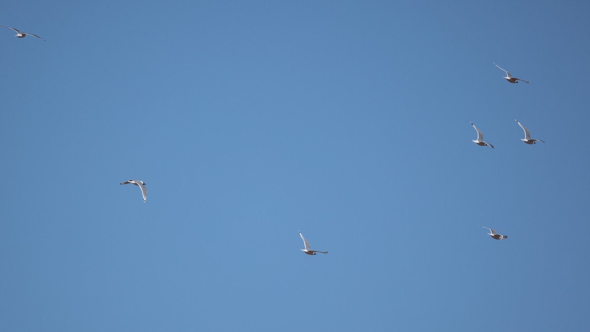 Franklin's Gull - ML617819416