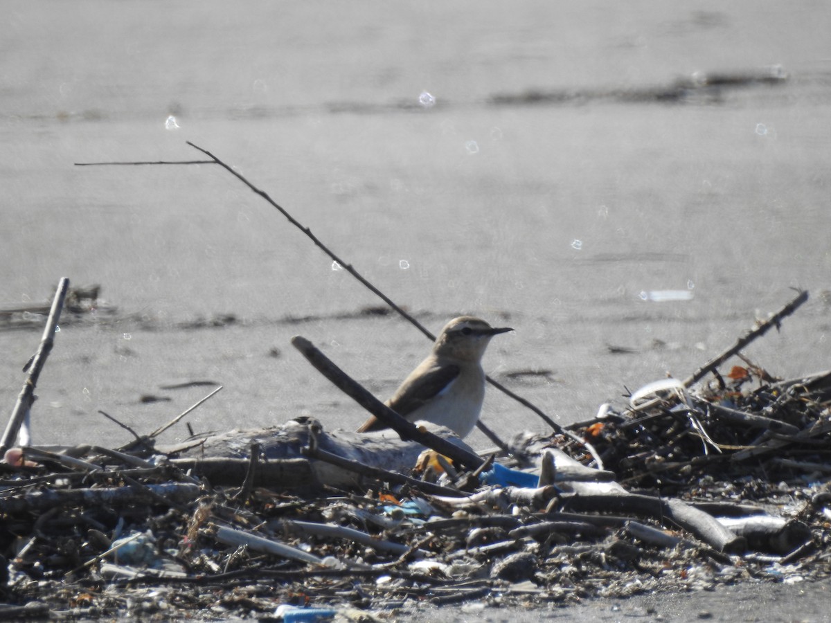 Northern Wheatear - ML617819442