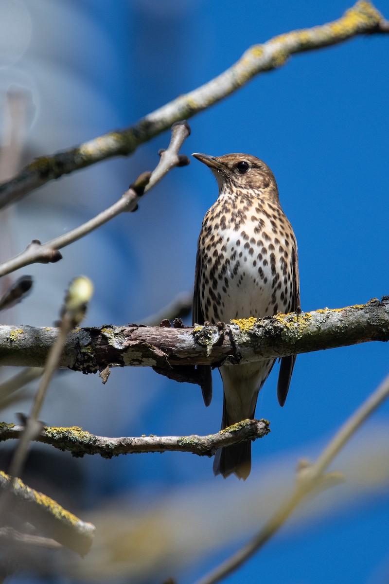 Song Thrush - ML617819492