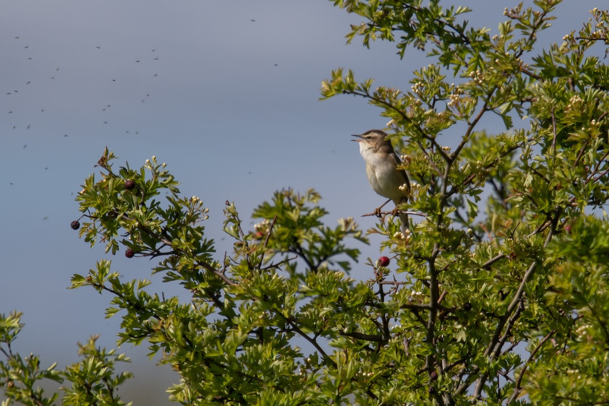 Sedge Warbler - ML617819493