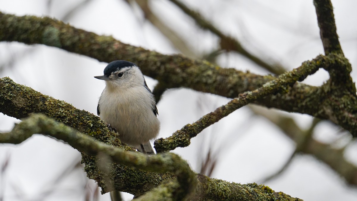 White-breasted Nuthatch - ML617819495