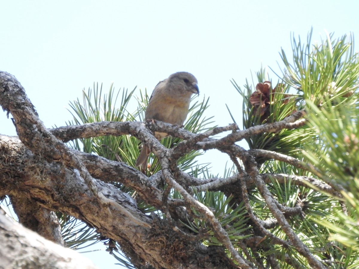 Red Crossbill (Cyprus) - Mark Smiles