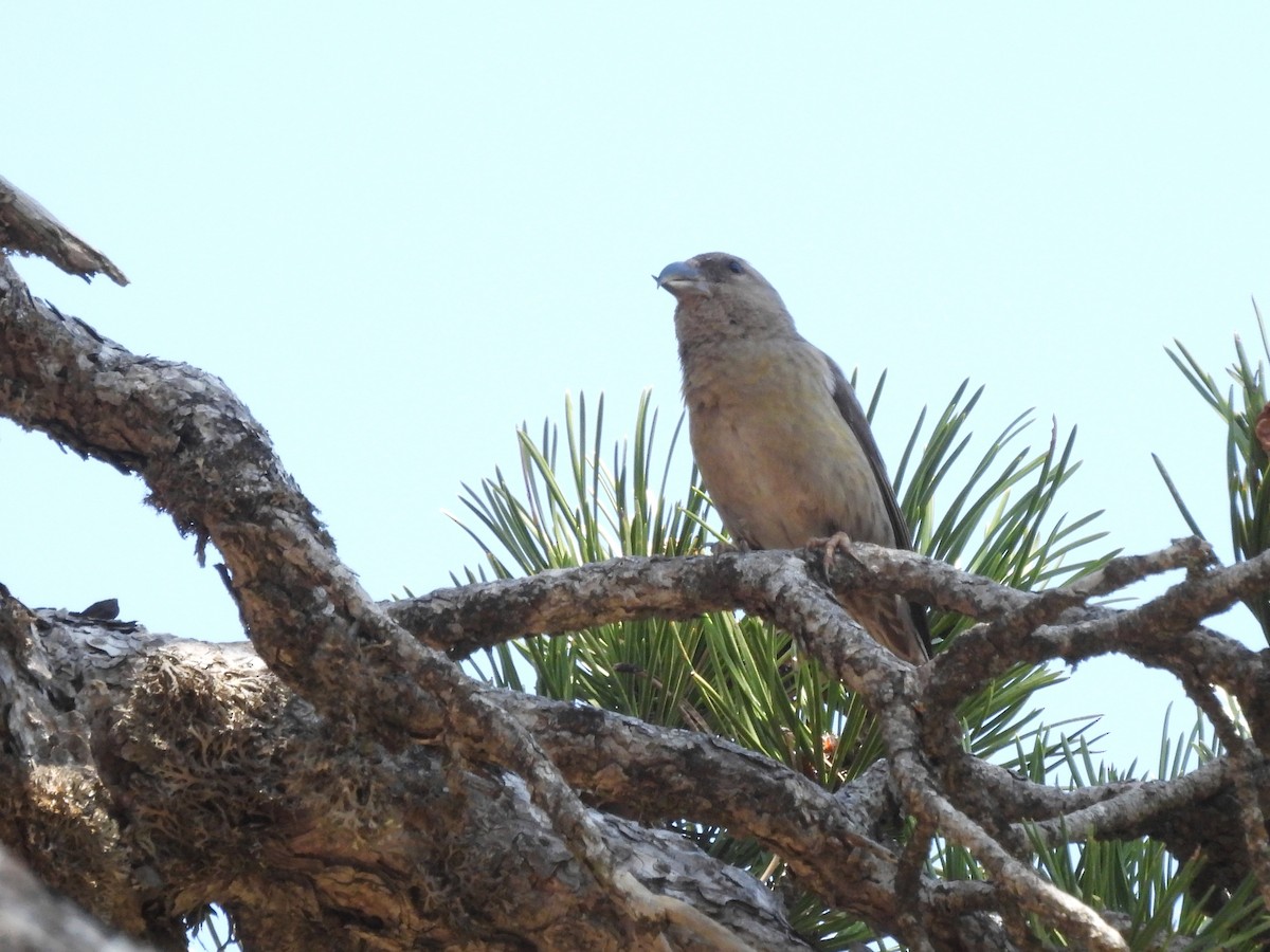 Red Crossbill (Cyprus) - ML617819520