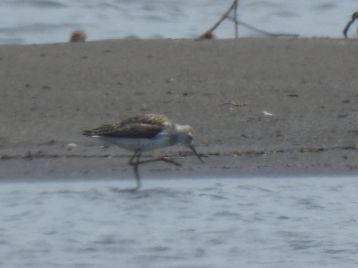 Marsh Sandpiper - ML617819521