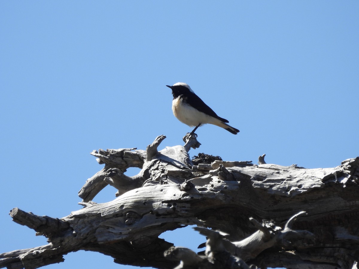 Cyprus Wheatear - ML617819585