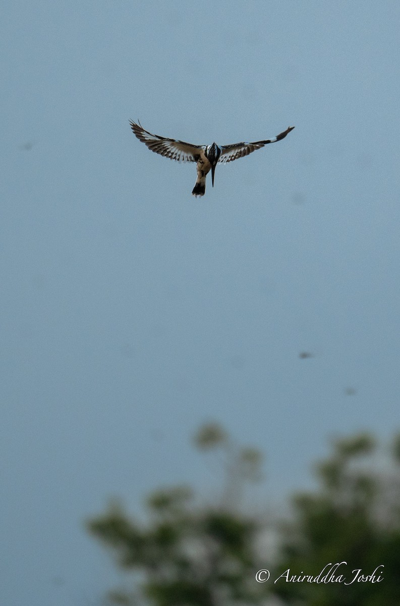 Pied Kingfisher - ML617819602