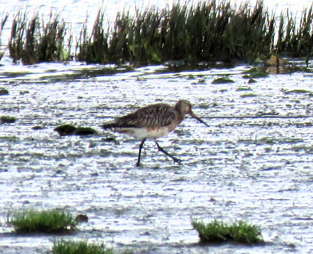 Bar-tailed Godwit - ML617819617