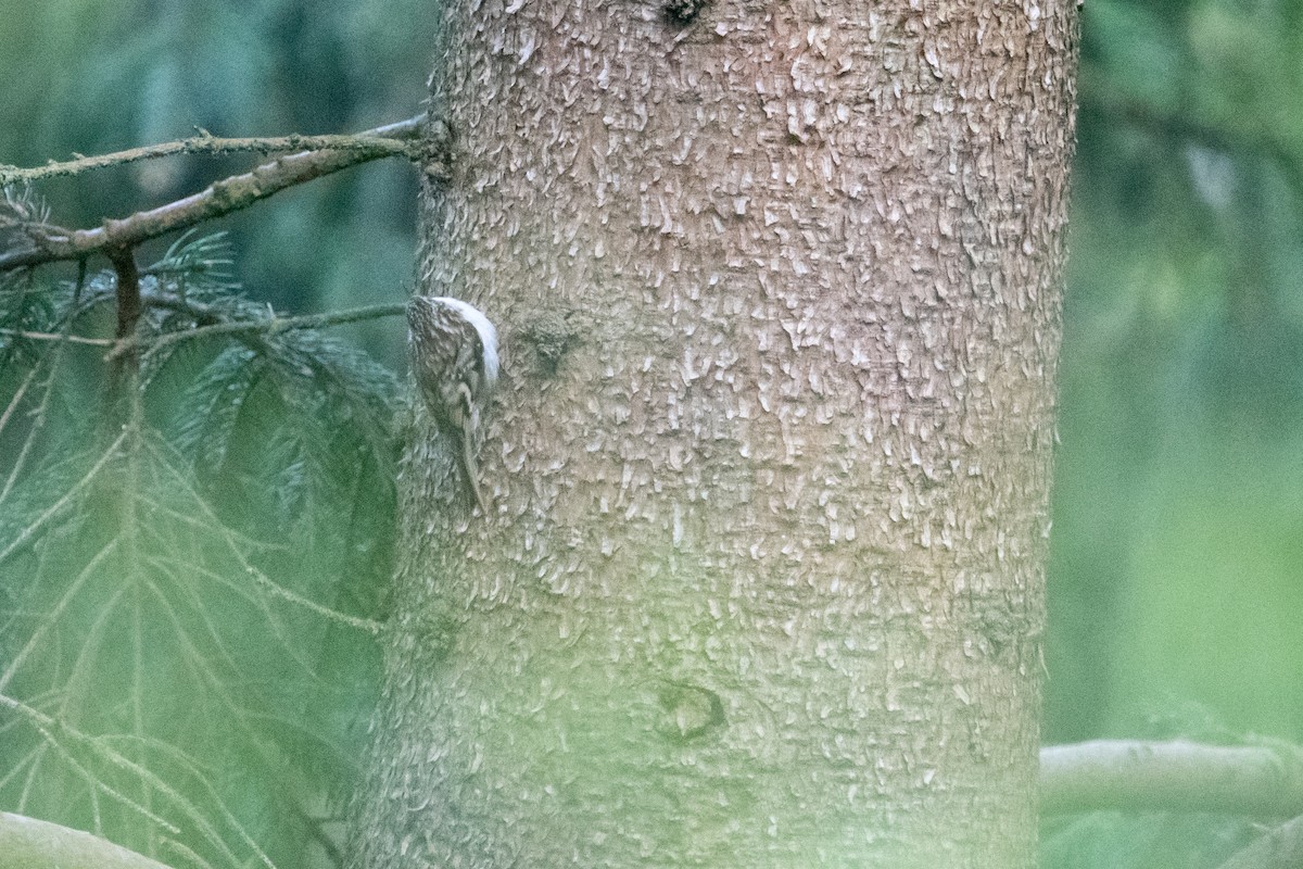 Eurasian Treecreeper - ML617819651