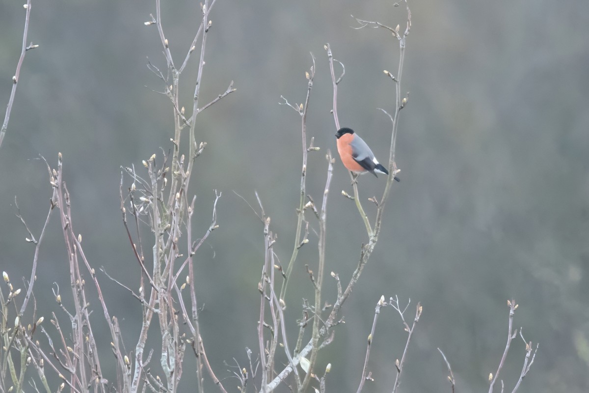 Eurasian Bullfinch - ML617819656