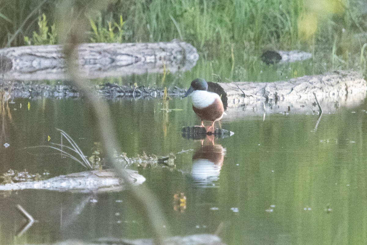 Northern Shoveler - ML617819663