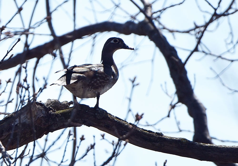 Wood Duck - ML617819676