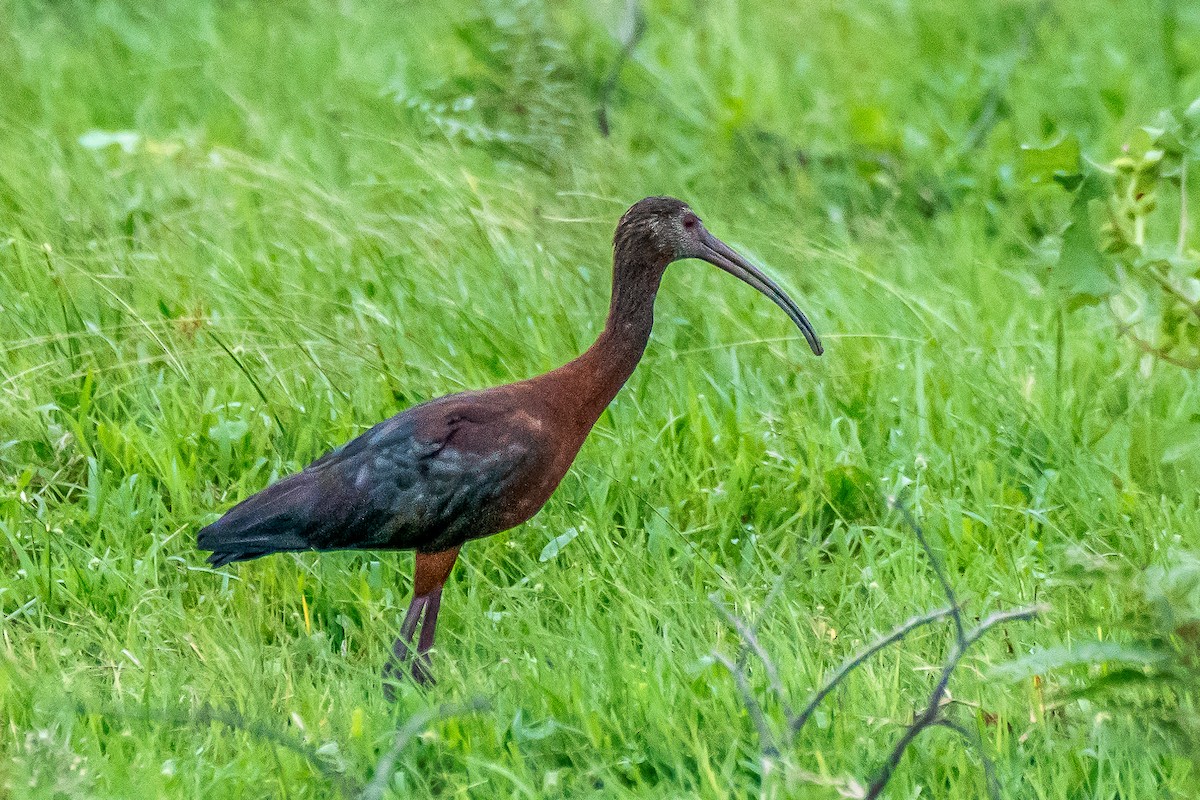ibis americký - ML617819678