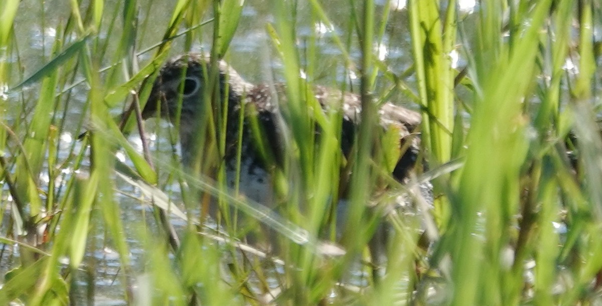 Solitary Sandpiper - ML617819689