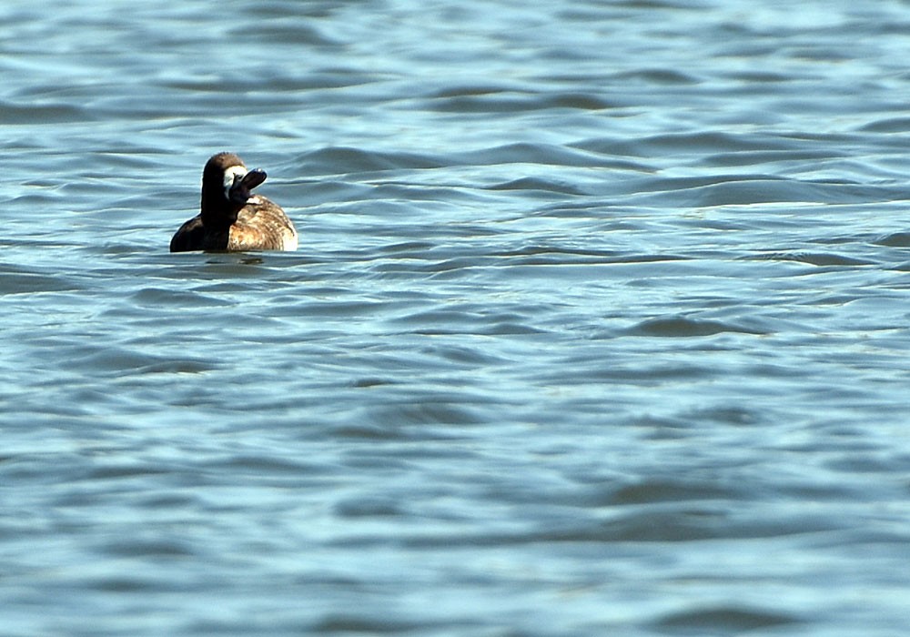 Greater Scaup - ML617819735