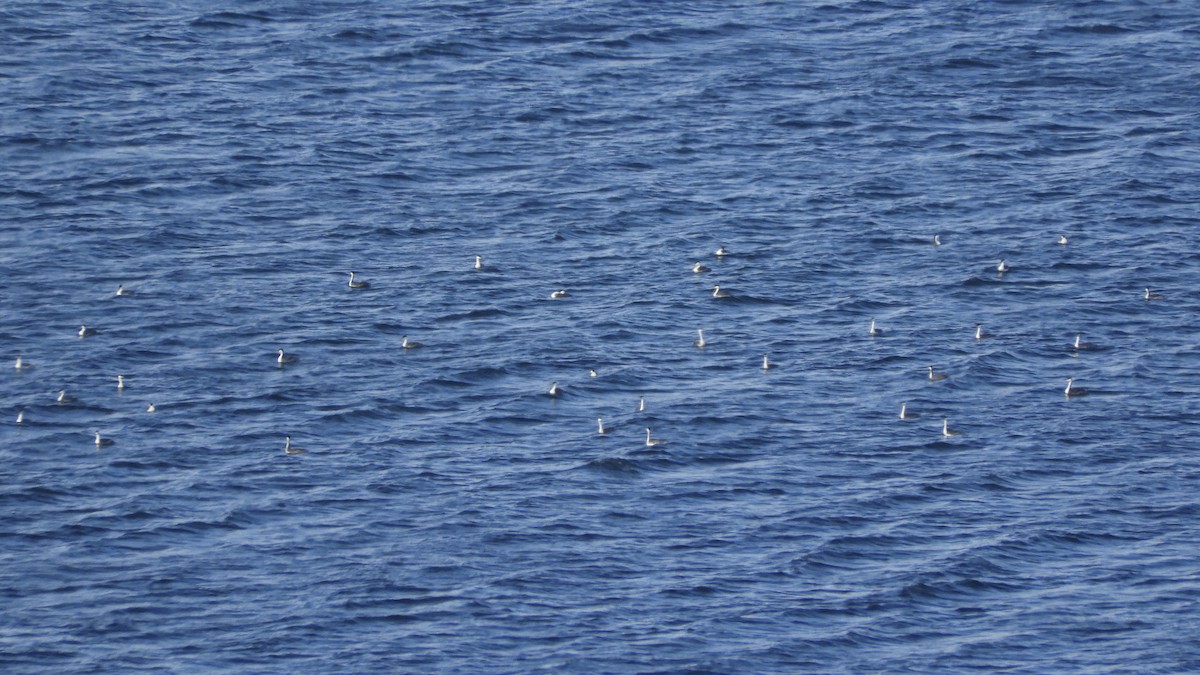 Western Grebe - ML617819743