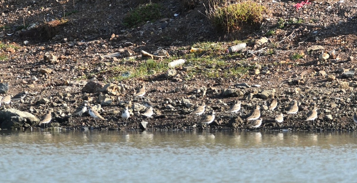 Greater Sand-Plover - Subharanjan Sen