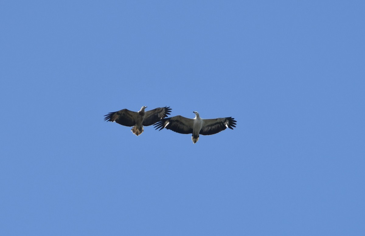 White-bellied Sea-Eagle - ML617819780