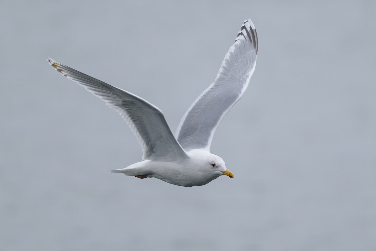Iceland Gull (thayeri/kumlieni) - David Turgeon