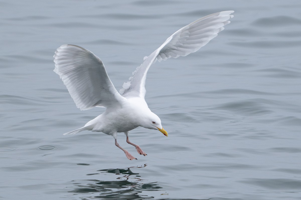 Gaviota Groenlandesa - ML617819815