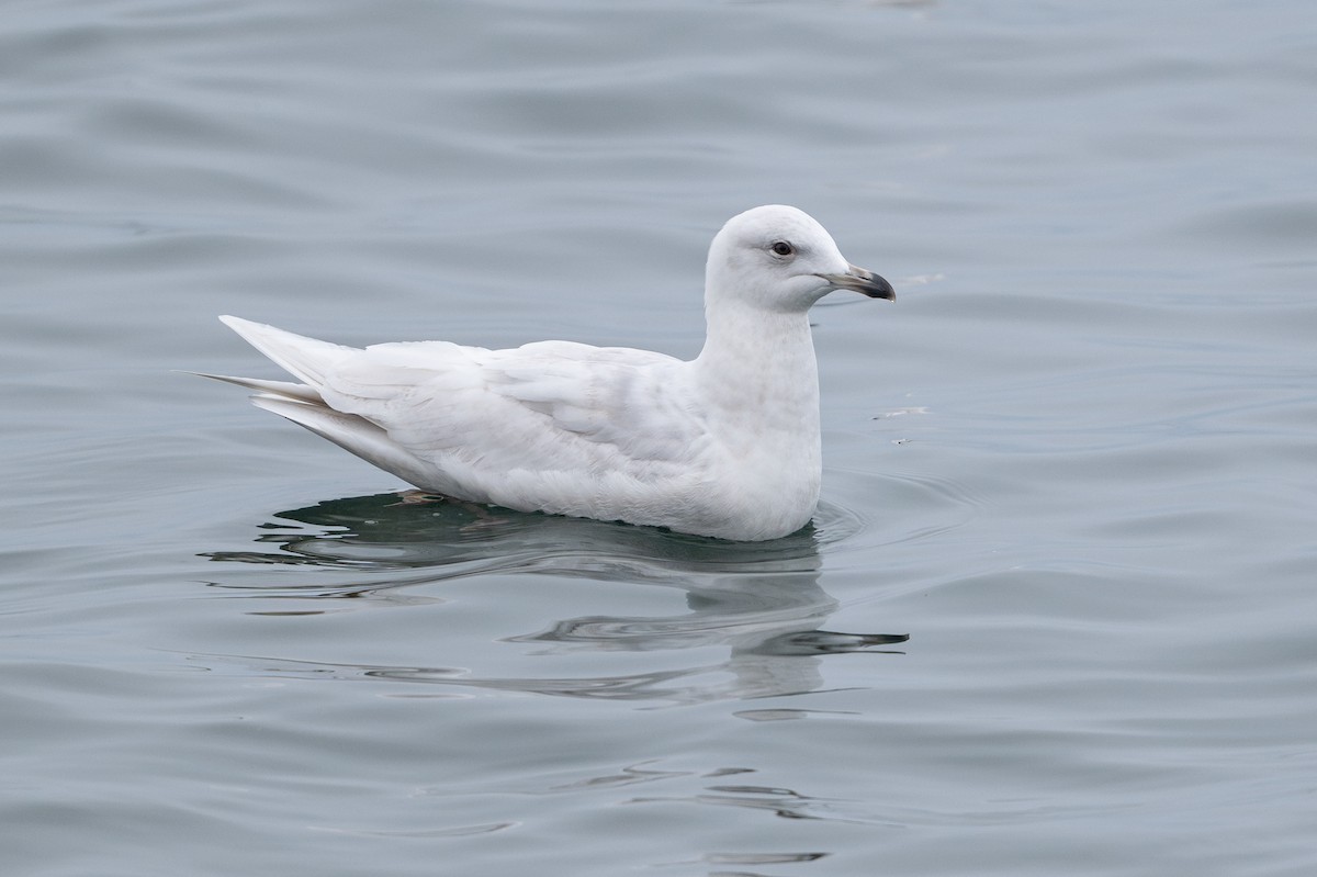 Gaviota Groenlandesa - ML617819820