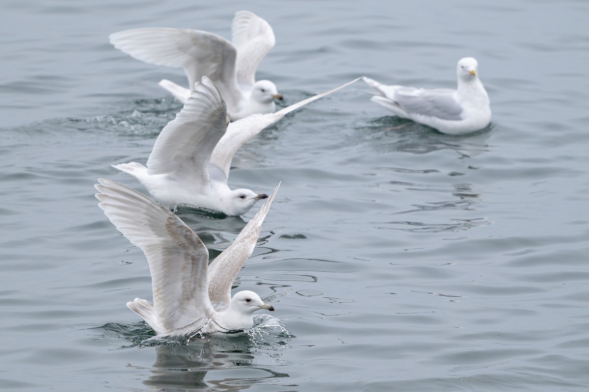 Gaviota Groenlandesa - ML617819821