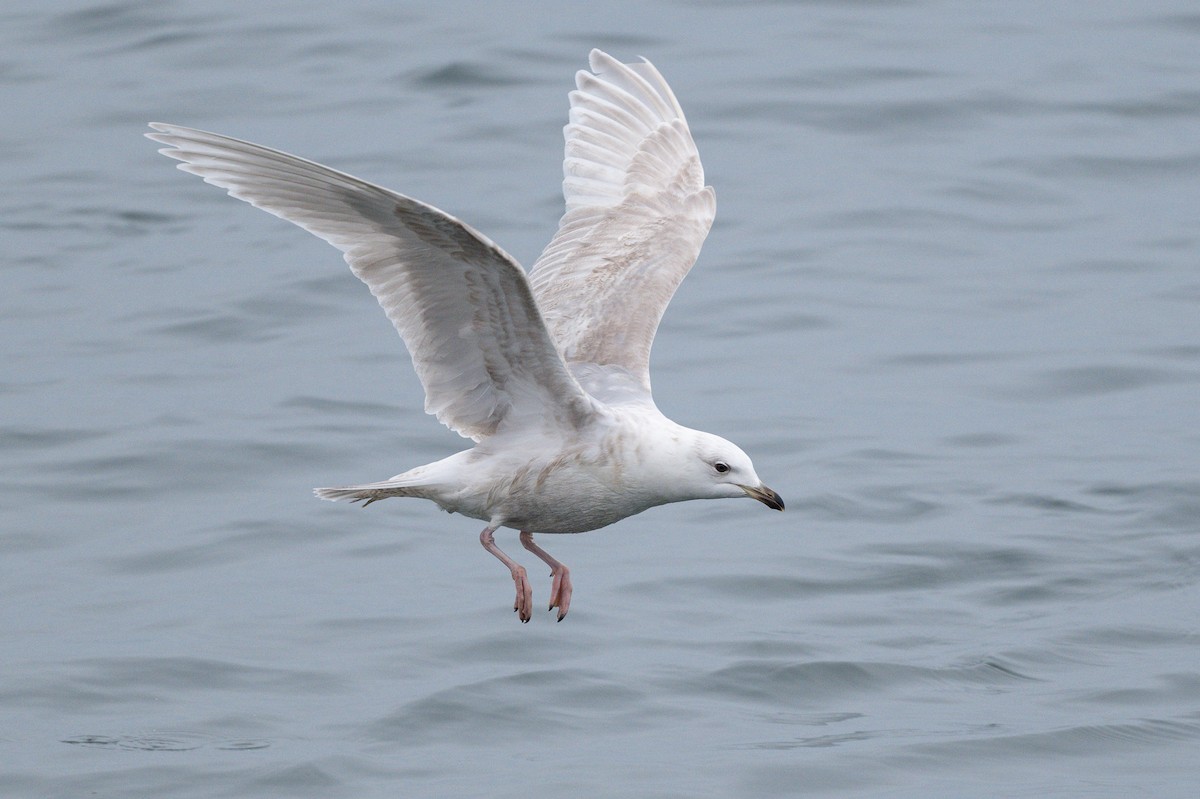 Gaviota Groenlandesa - ML617819822