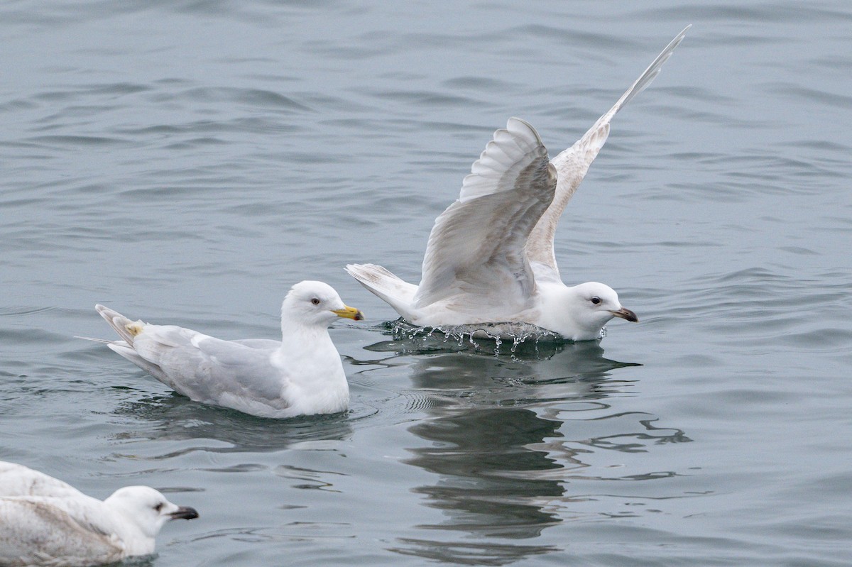 Gaviota Groenlandesa - ML617819825