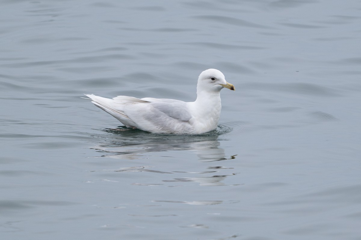 Gaviota Groenlandesa - ML617819829