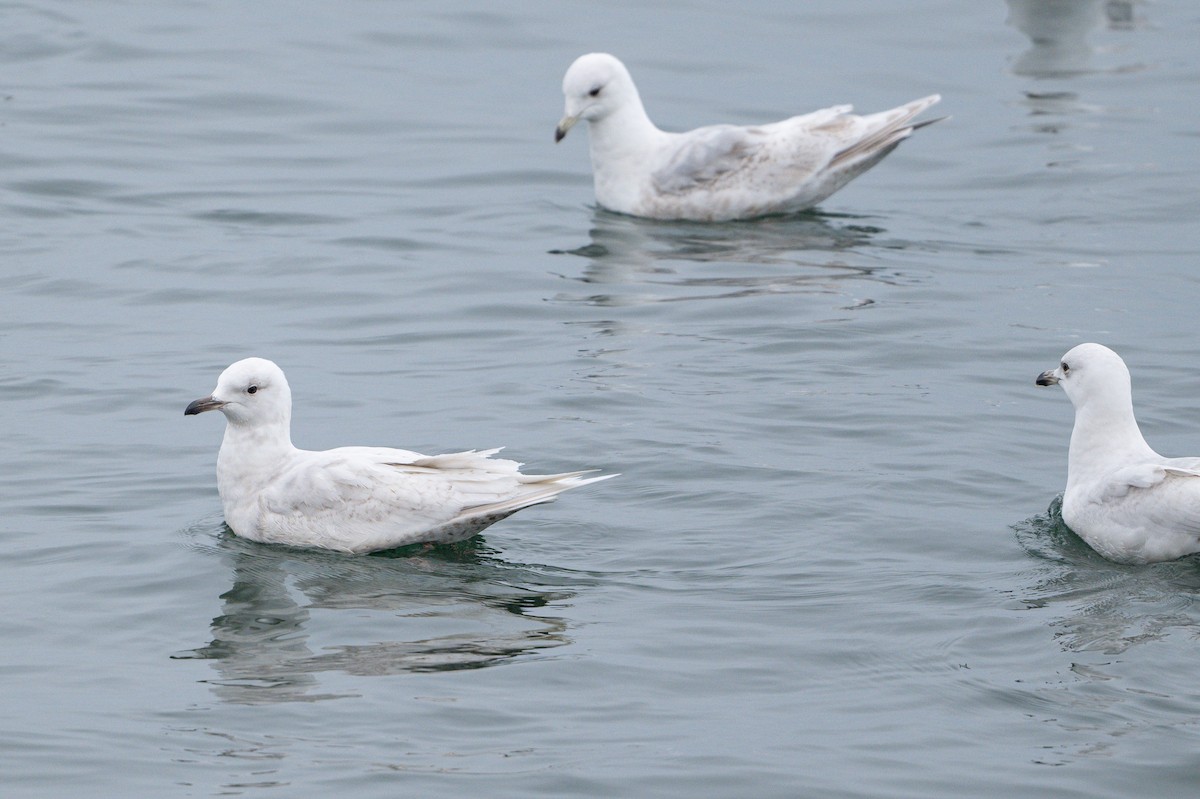 Gaviota Groenlandesa - ML617819832