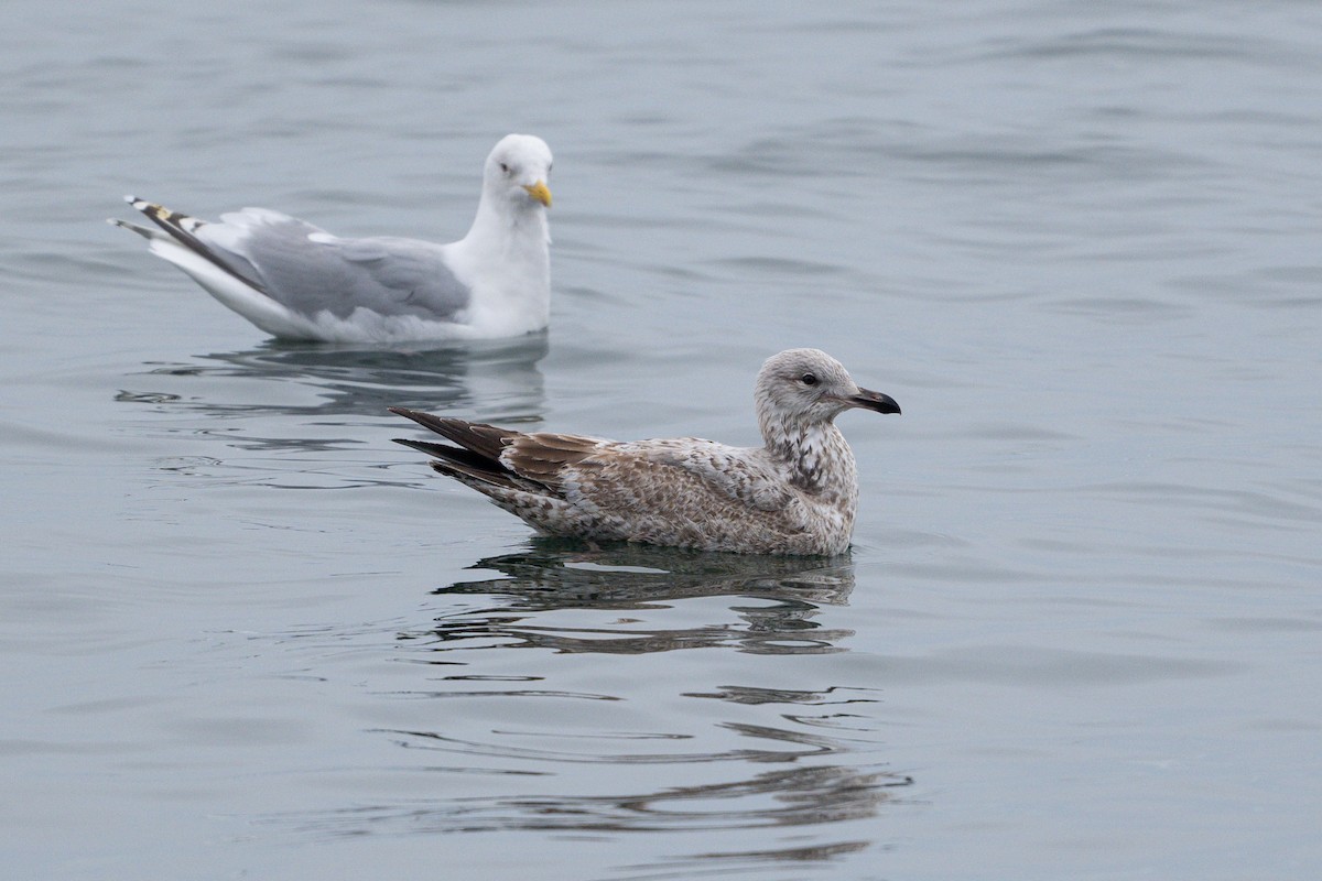 Gaviota Argéntea - ML617819855