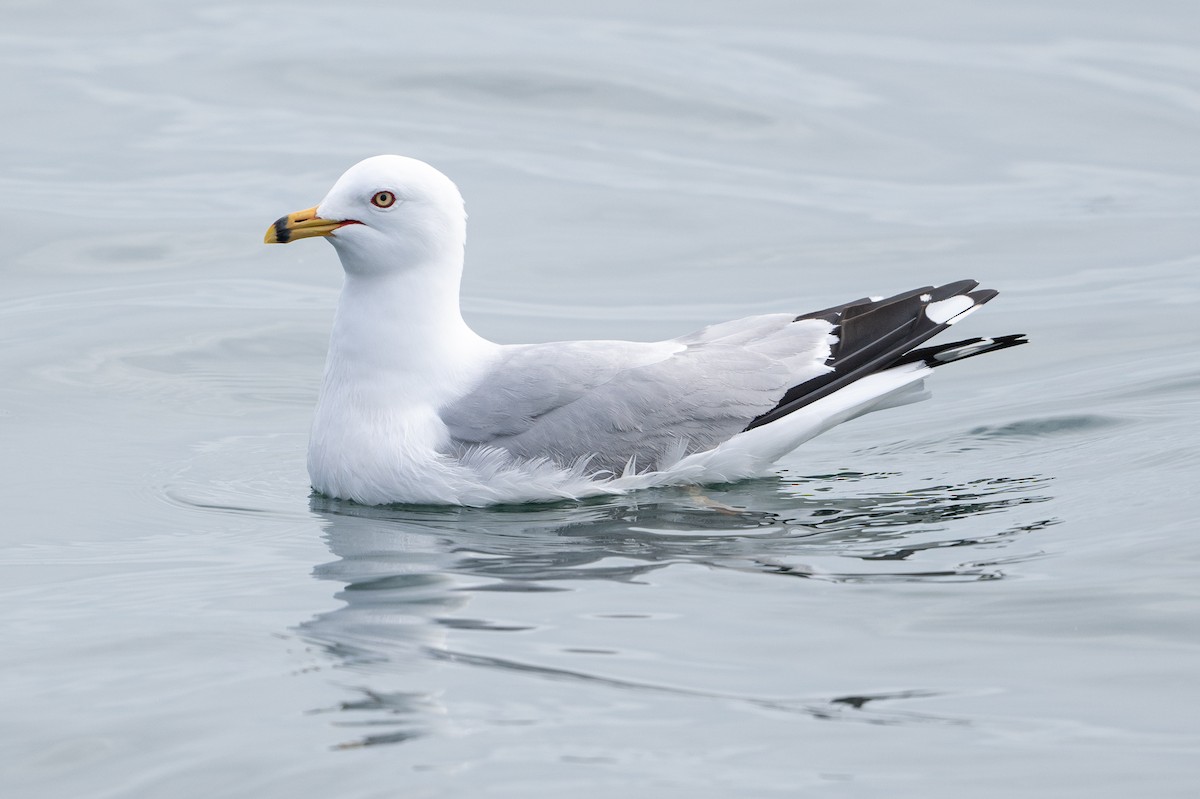 Ring-billed Gull - ML617819856