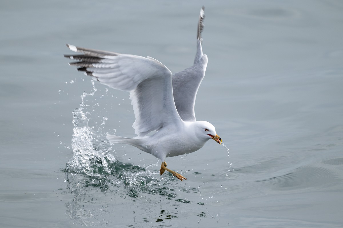 Ring-billed Gull - ML617819866