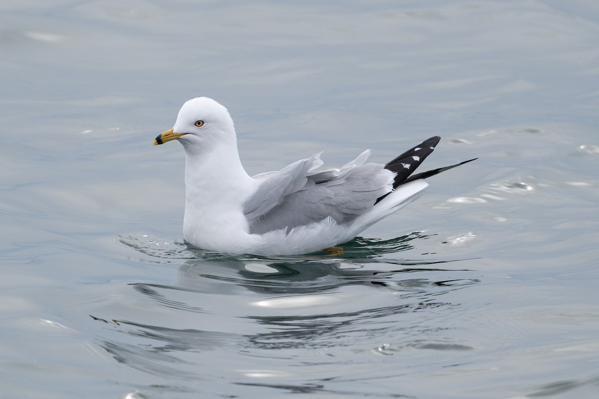 Ring-billed Gull - ML617819873