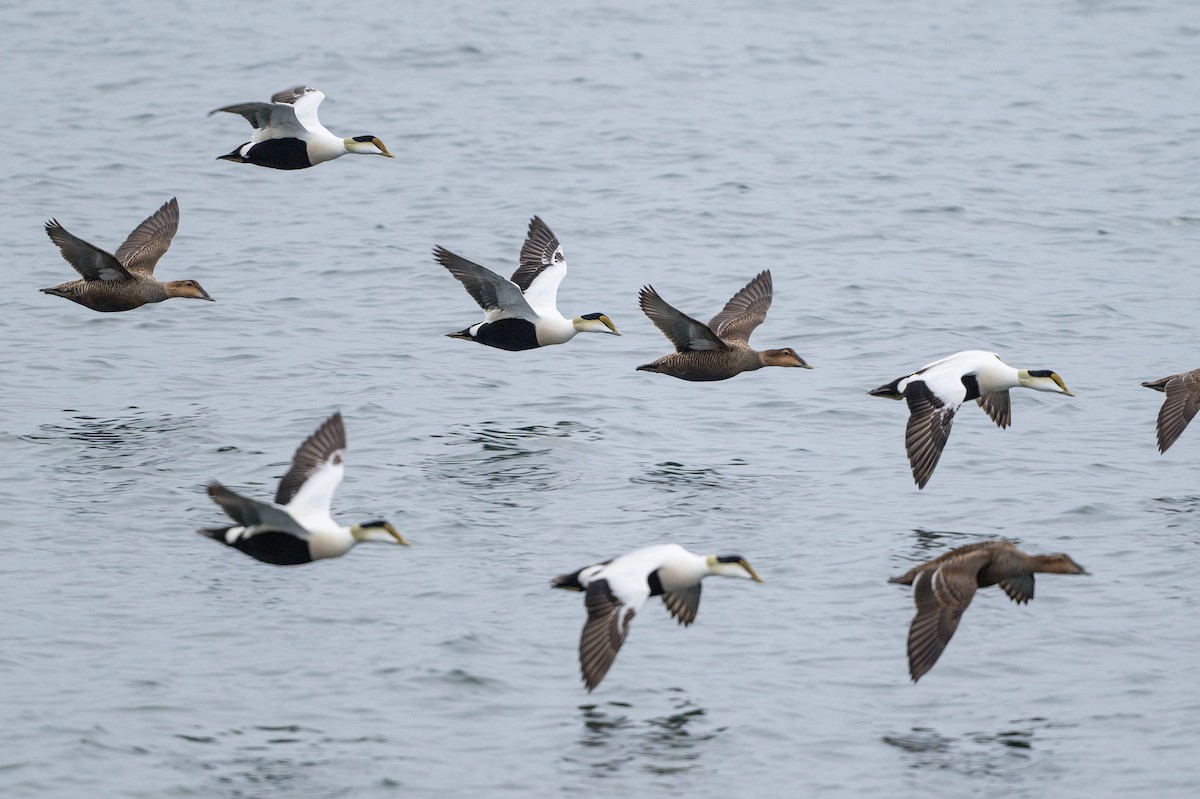 Common Eider - David Turgeon