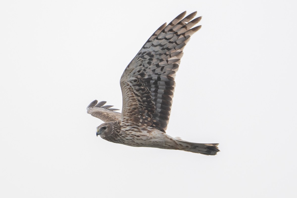 Northern Harrier - David Turgeon