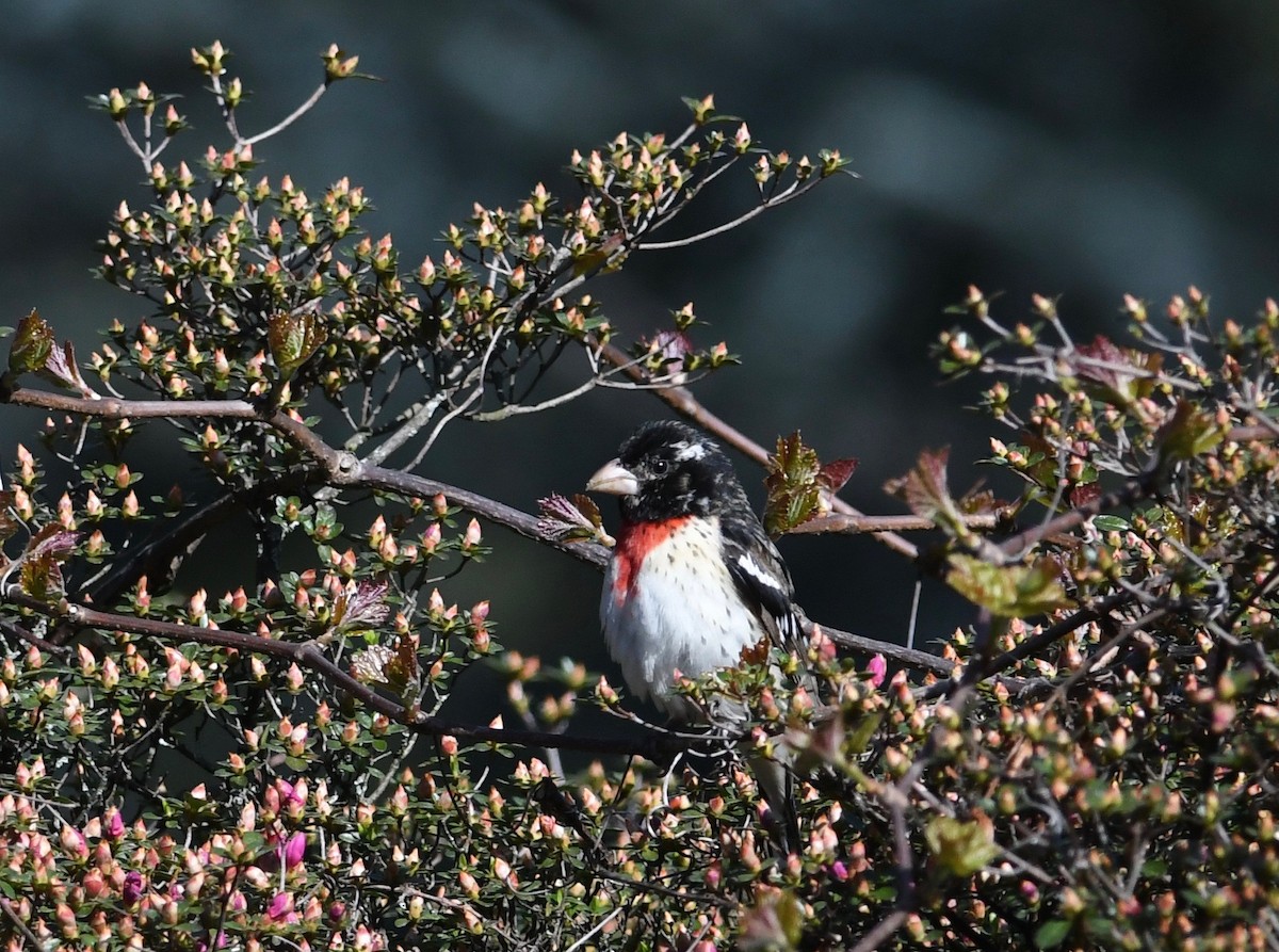 Rose-breasted Grosbeak - ML617819917