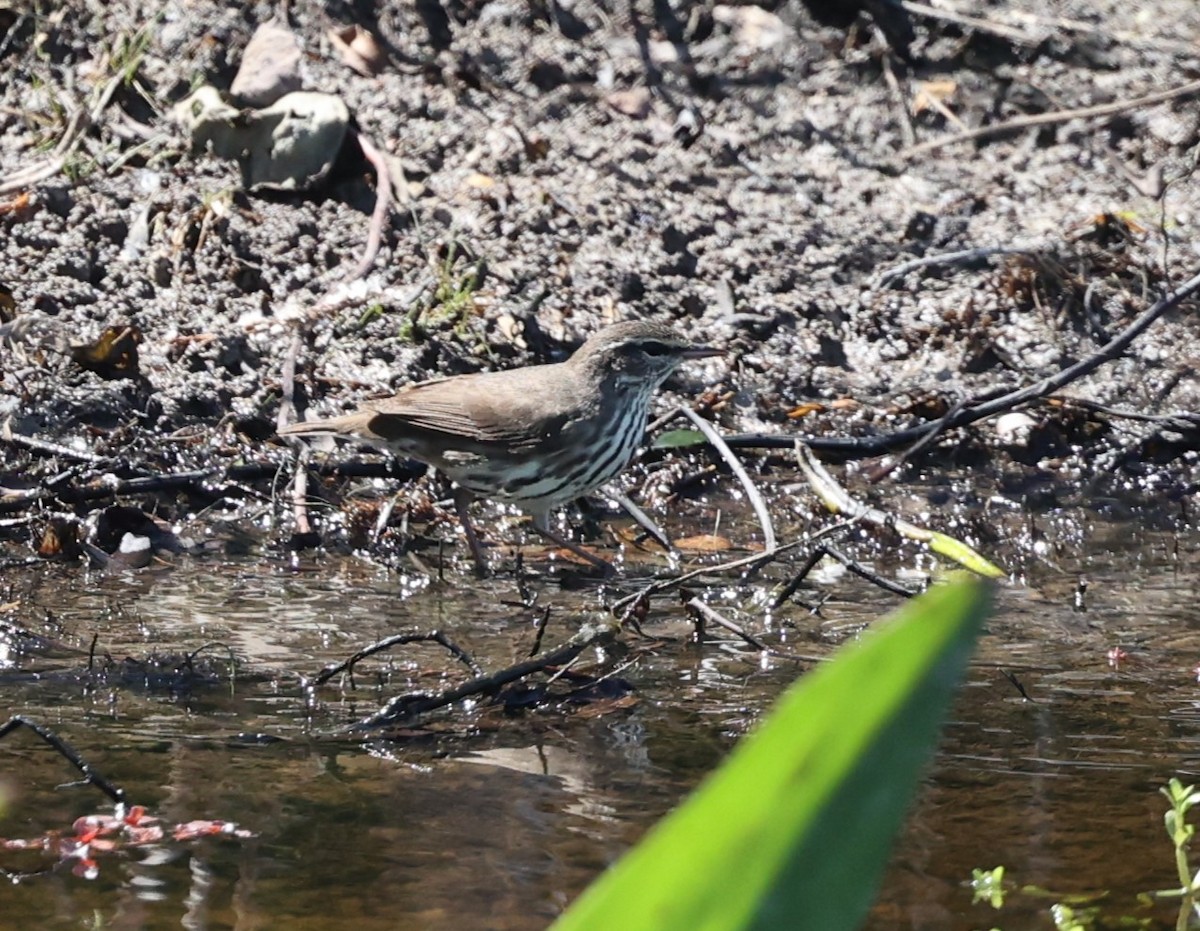 Northern Waterthrush - Dawn Lloyd