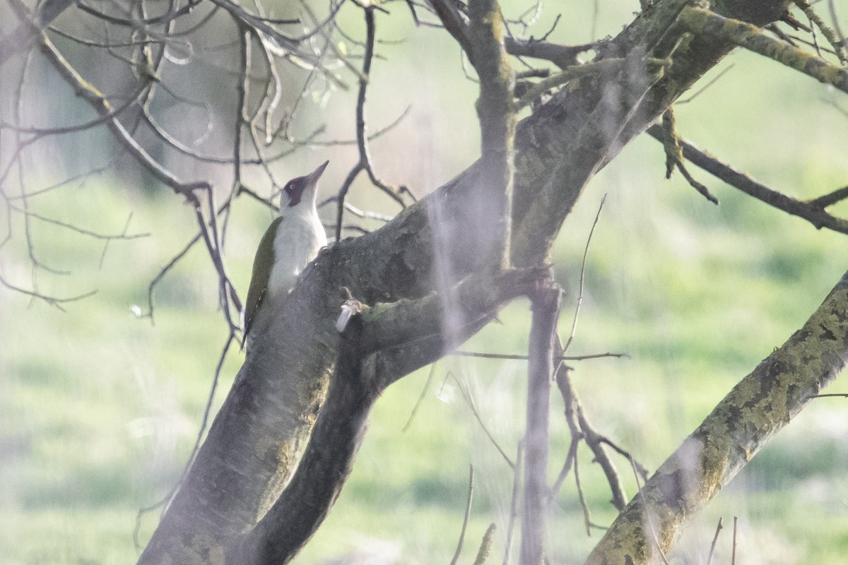 Eurasian Green Woodpecker - ML617820053