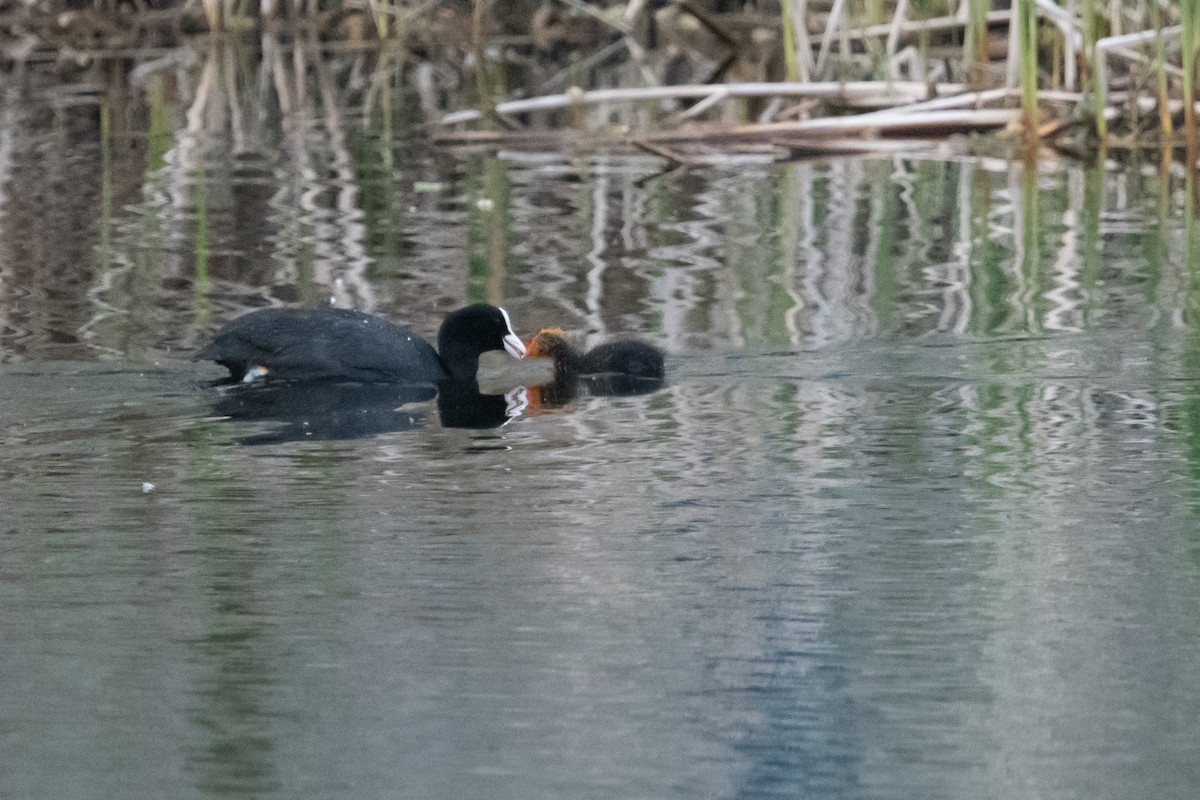 Eurasian Coot - ML617820055