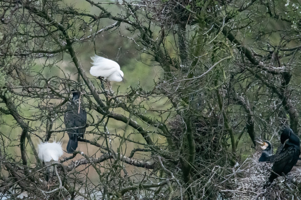 Little Egret - ML617820060