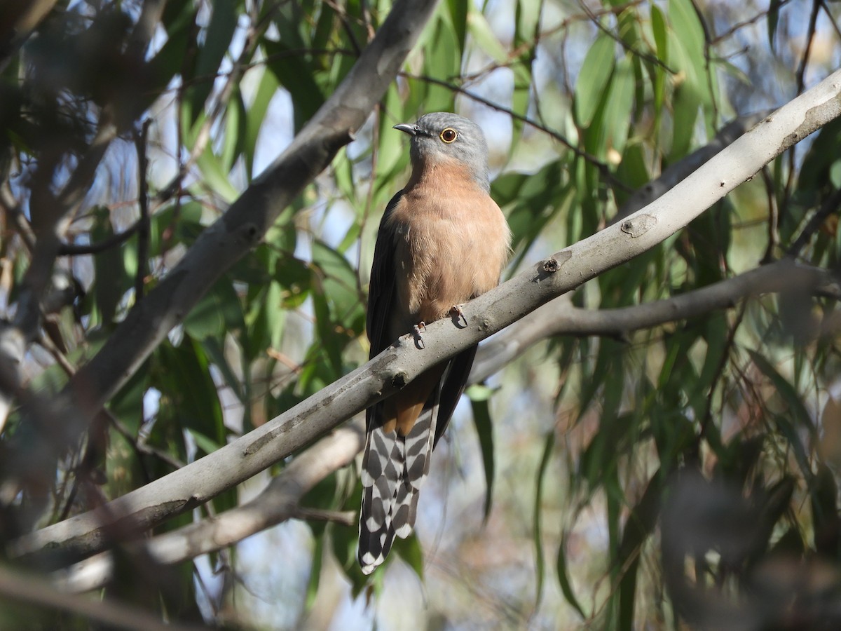 Fan-tailed Cuckoo - ML617820069