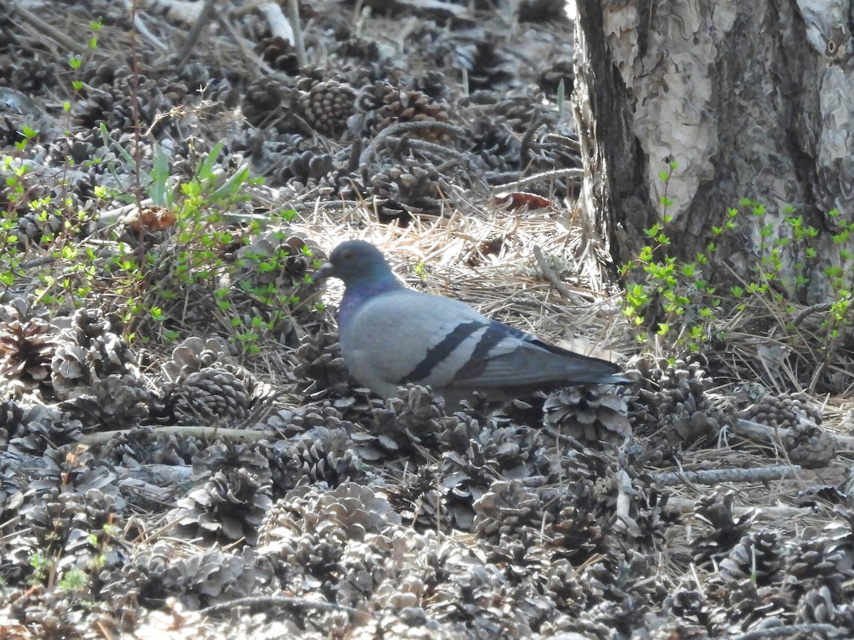 Rock Pigeon - Mark Smiles