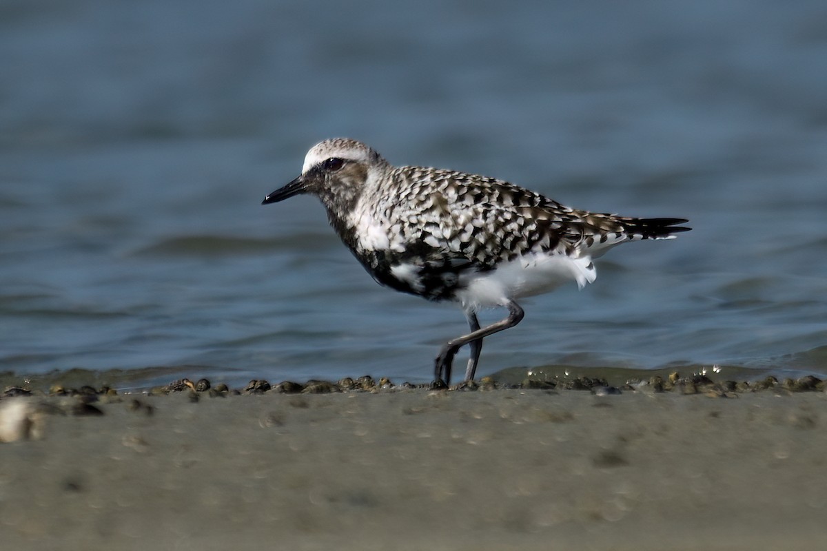 Black-bellied Plover - Kadhiravan Balasubramanian