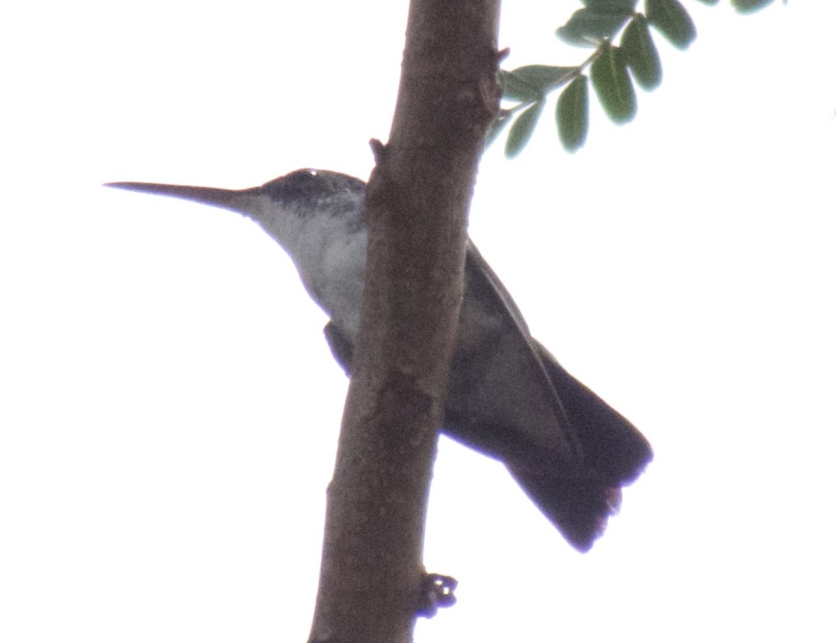 kolibřík běloprsý - ML617820138