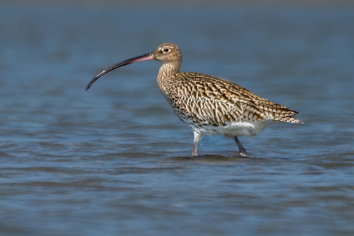 Eurasian Curlew - Kadhiravan Balasubramanian