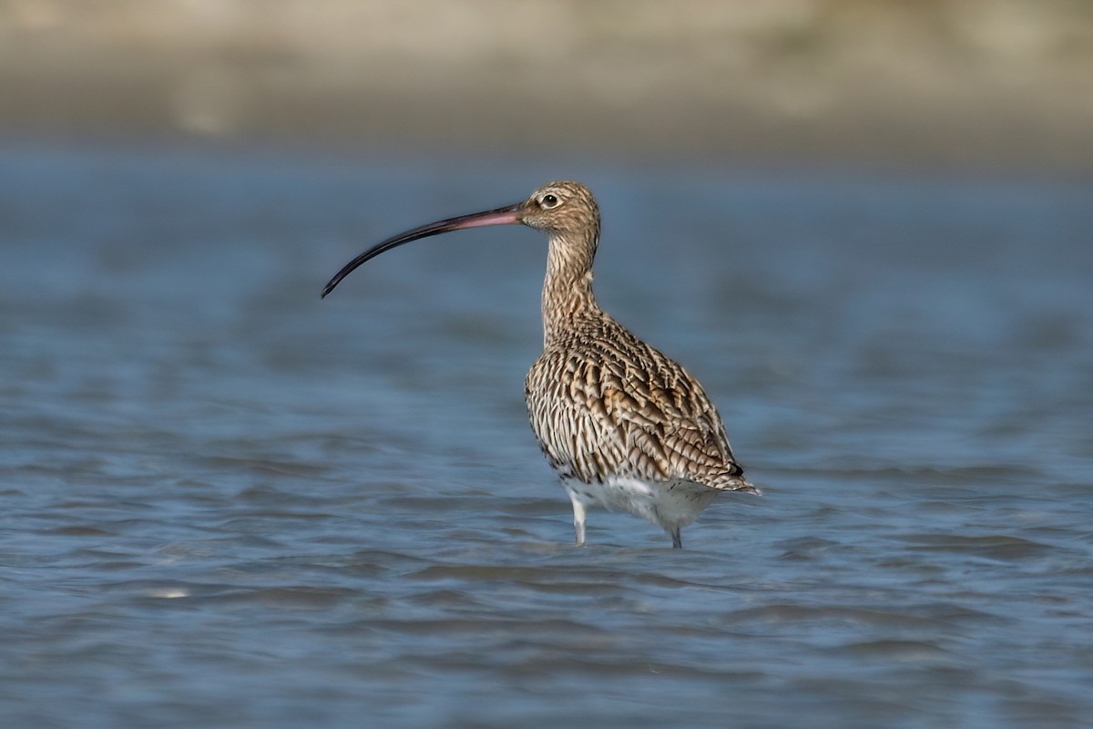 Eurasian Curlew - Kadhiravan Balasubramanian