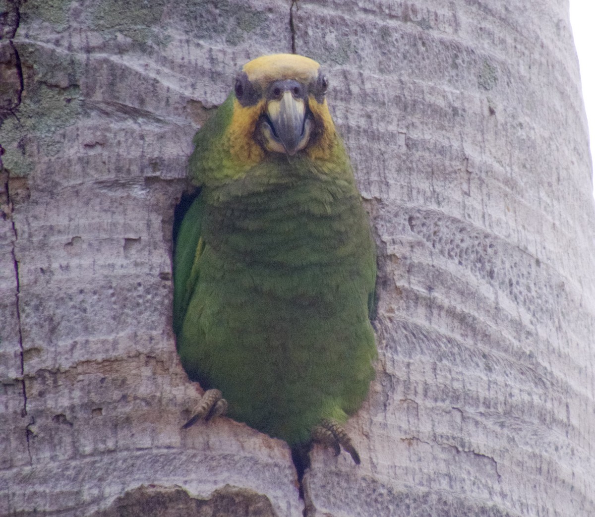 Amazone à front jaune - ML617820181