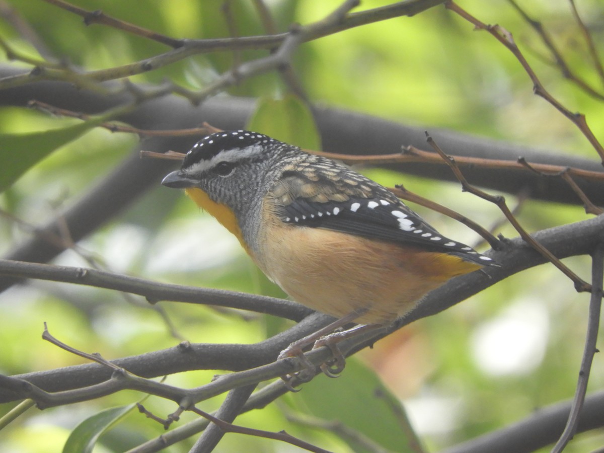 Spotted Pardalote - Charles Silveira